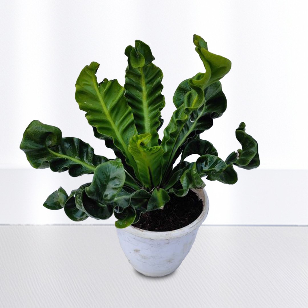 Cobra Fern